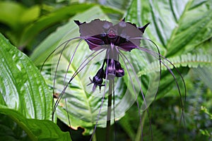 Tacca chantrieri flower