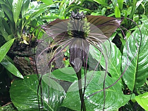 Tacca chantrieri, the black bat Lily flower