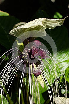 Tacca chantrieri flower in Miami Florida