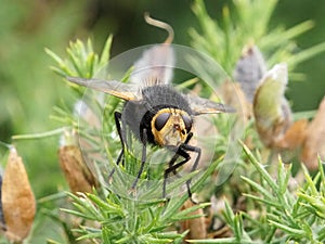 Tachina grossa or giant tachinid fly photo