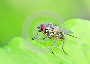 Tachinid Fly