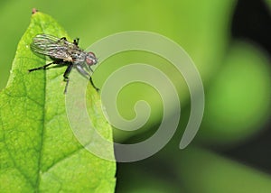 Tachinid Fly