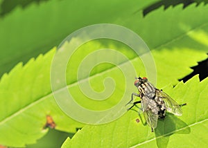 Tachinid Fly