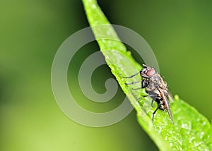 Tachinid Fly