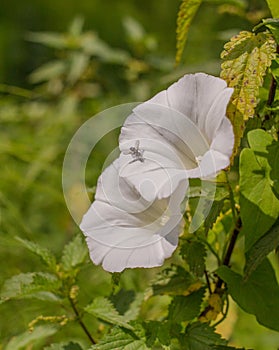 Tachinid Fly on a Larger Bindweed plant flower