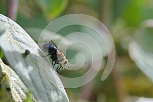 Tachinid fly on a leaf