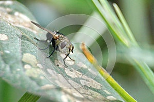 Tachinid fly on a leaf