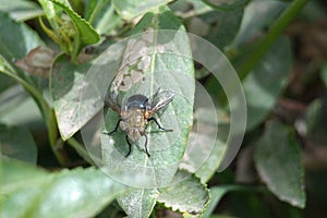 Tachinid fly on a leaf