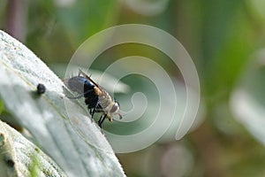 Tachinid fly on a leaf