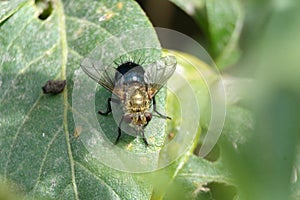Tachinid fly on a leaf