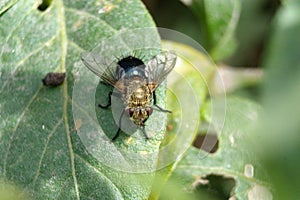 Tachinid fly on a leaf