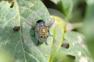 Tachinid fly on a leaf