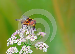 Tachinid Fly - Phasia hemiptera on a colourful wild flower.
