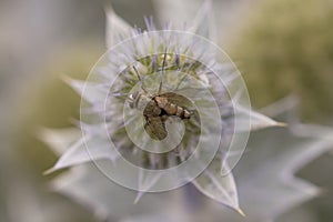 Tachinid Fly on Sea Holly