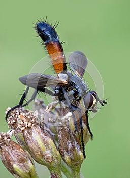 Tachinidae Cylindromyia bicolor