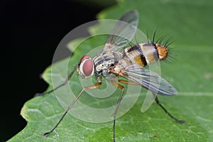 Tachinidae fly