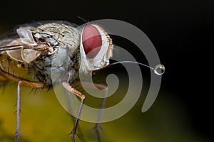 A tachinidae fly blowing bubble