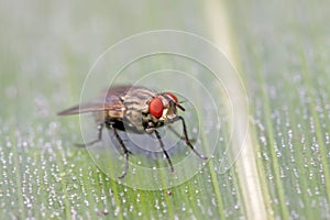 Tachinidae on plant