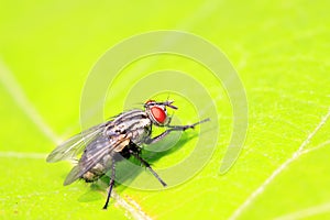 Tachinidae on plant