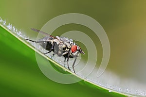 Tachinidae on plant