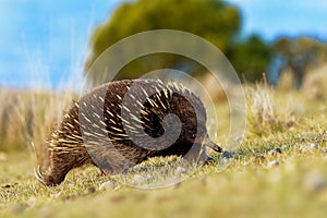 Tachyglossus aculeatus - Short-beaked Echidna in the Australia