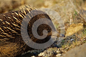 Tachyglossus aculeatus - Short-beaked Echidna in the Australian bush, known as spiny anteaters, family Tachyglossidae in the