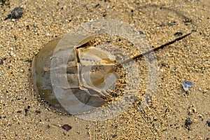 Tachypleus gigas (commonly known as the Indo-Pacific horseshoe crab) at the beach.