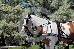 Tack equipment of draft horses