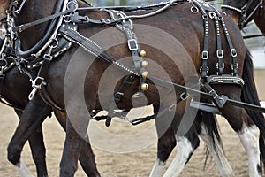 Tack equipment of draft horses photo