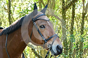Tacked up bay horse head portrait