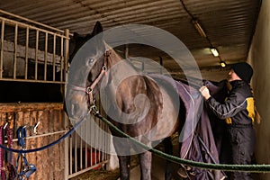 Tacking up a black horse in stable photo