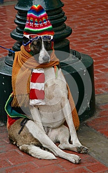 Tacky tourist K-9 style