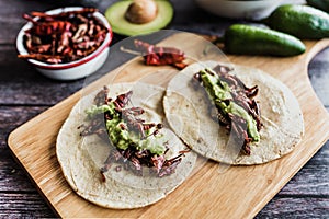 Tacos de chapulines or grasshopper taco traditional in mexican food with homemade guacamole sauce in Oaxaca Mexico