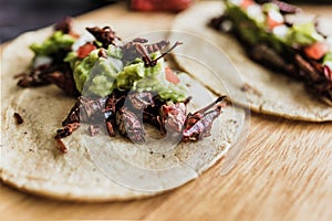 Tacos de chapulines or grasshopper taco traditional in mexican food with homemade guacamole sauce in Oaxaca Mexico