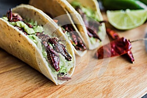 Tacos de chapulines or grasshopper taco traditional in mexican food with homemade guacamole sauce in Oaxaca Mexico