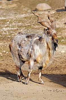 Tadjik Markhor (Capra falconeri)