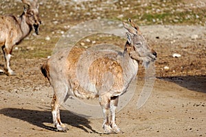 Tadjik Markhor (Capra falconeri)