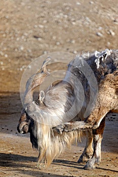 Tadjik Markhor (Capra falconeri)