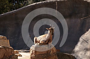 Tadjik Markhor, Capra falconeri heptneri