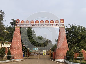 Tadoba in chandrapur