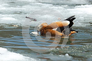 Tadorna ferruginea, Ruddy Shelduck.