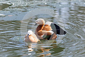 Tadorna ferruginea, Ruddy Shelduck.