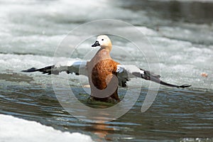 Tadorna ferruginea, Ruddy Shelduck.