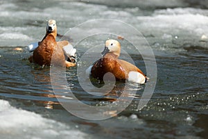 Tadorna ferruginea, Ruddy Shelduck.