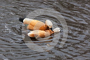 Tadorna ferruginea, Ruddy Shelduck.