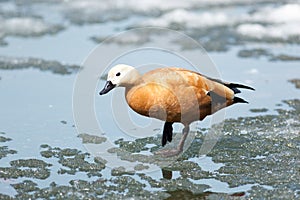 Tadorna ferruginea, Ruddy Shelduck.