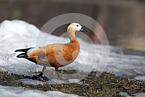 Tadorna ferruginea, Ruddy Shelduck.