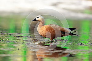 Tadorna ferruginea, Ruddy Shelduck.