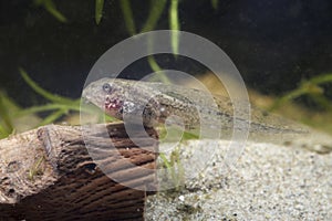 Tadpole of common water frog swimming in the pond