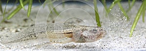 Tadpole of edible frog Rana esculenta, swimming in the pond